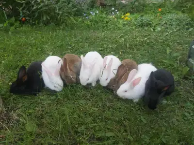 These adorable Purebred New Zealand Bunnies are available! Pic 2- Two bucks, Two does Pic 3- One buc...