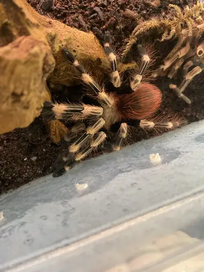Brazilian Red and White Tarantula, View more