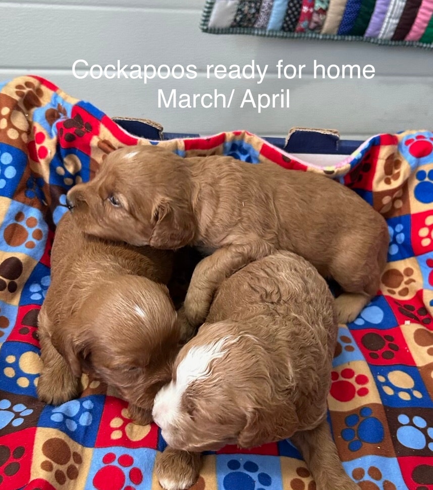 Cockapoos. Mini and small/ medium goldendoodles and aussiedoodle | Dogs ...