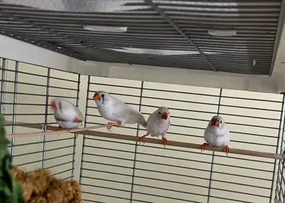 Pure White Zebra Finch, View more