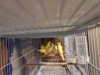 Yellow canaries for sale