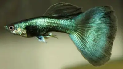 RECHERCHE AQUARIUM , View more