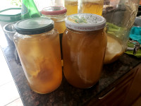 Large Organic Kombucha scoby