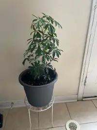 Beautiful umbrella plant with stand inc