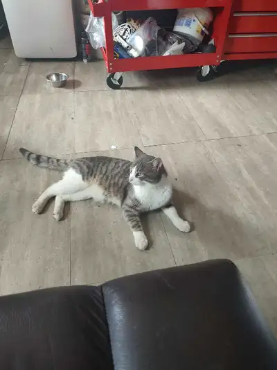 Homeless cat looking for a home , View more