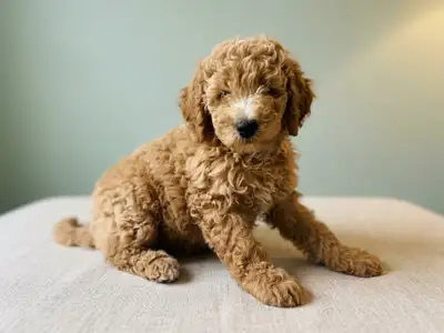Mini Goldendoodle, View more