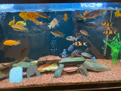 Great deal, shutting down my tank: 25 fish in total: 5 red tail black sharks (2-3”). 3 striped sever...