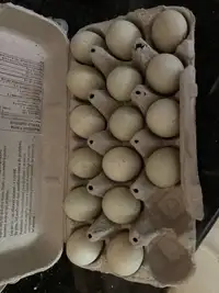 Call Duck hatching eggs