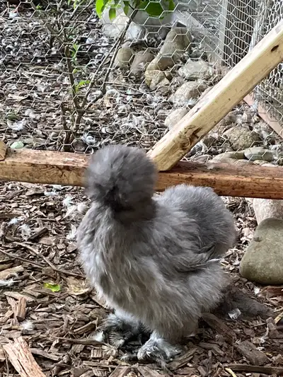 Bearded/crested silkie chicks, View more