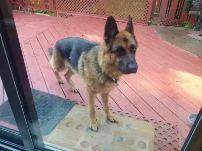 GINX My German Sheperd, View more