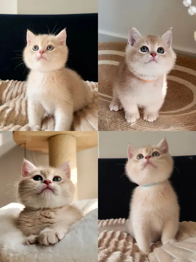 Lilac shaded kitten looking for a warm home