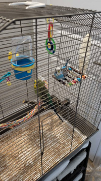 Budgies and cage for sale!