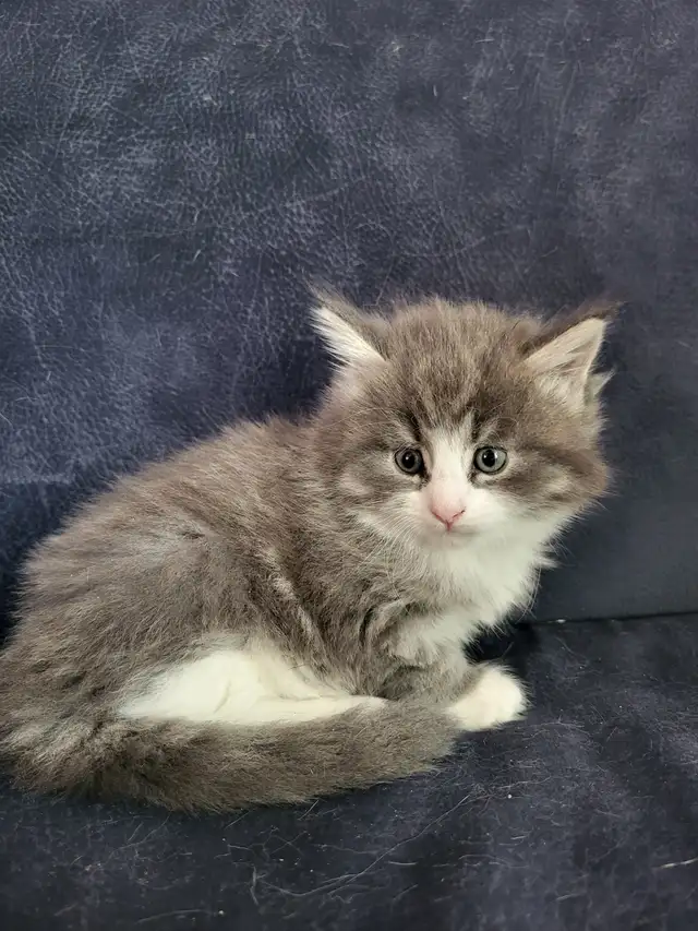 Chaton maincoon in Cats & Kittens for Rehoming in Saint-Jean-sur-Richelieu - Image 3