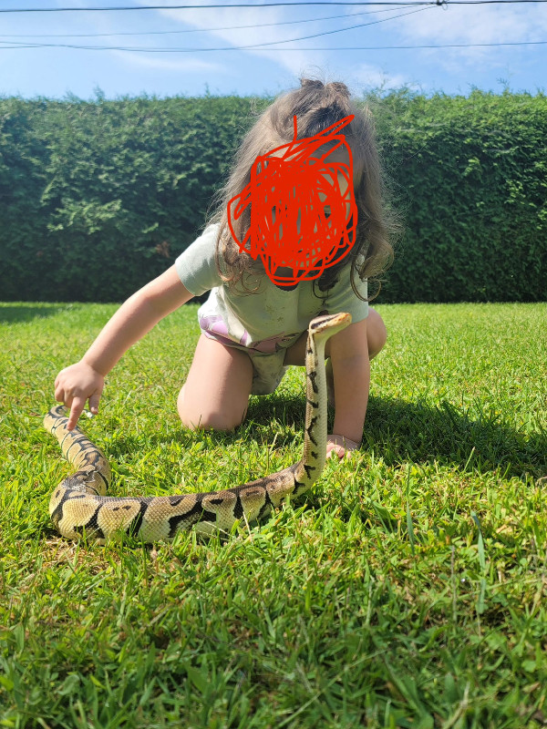 Python Royal pastel tout équipé dans Reptiles et amphibiens à adopter  à Laval/Rive Nord - Image 3