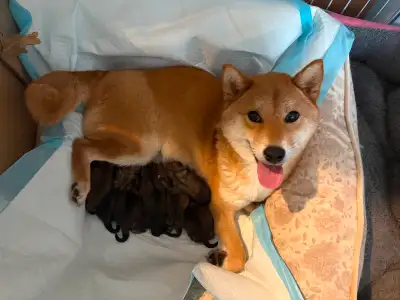 Update: one males reserved, 5 females and 1 male puppies are available. I have 7 Shiba puppies ( 5 f...