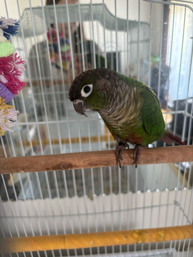 bébé conure à joue vertes dans Oiseaux à adopter  à Laval/Rive Nord