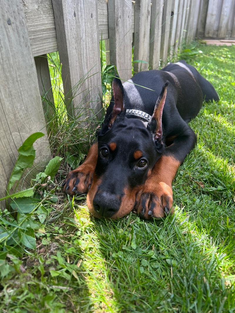 CKC Reg’d Doberman Puppies Dogs & Puppies for Rehoming Oshawa / Durham Region Kijiji