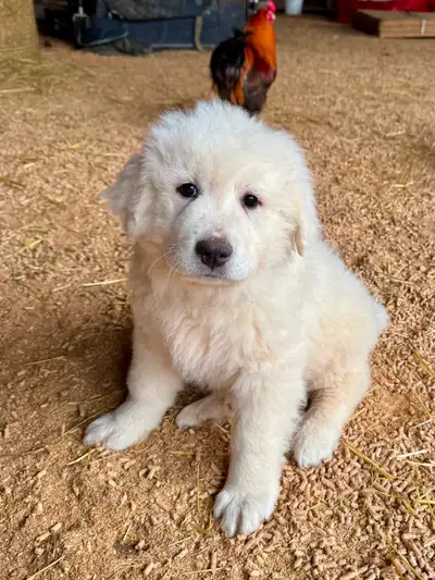 Great Pyrenees puppies, View more