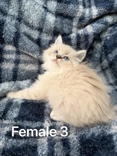 Purebred Ragdoll Kittens, View more