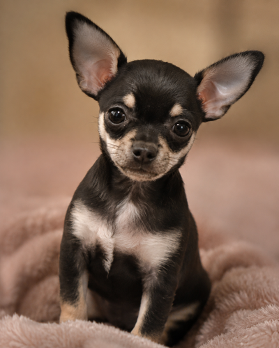 Adorables petits chihuahuas mâles – bébés chiots, View more