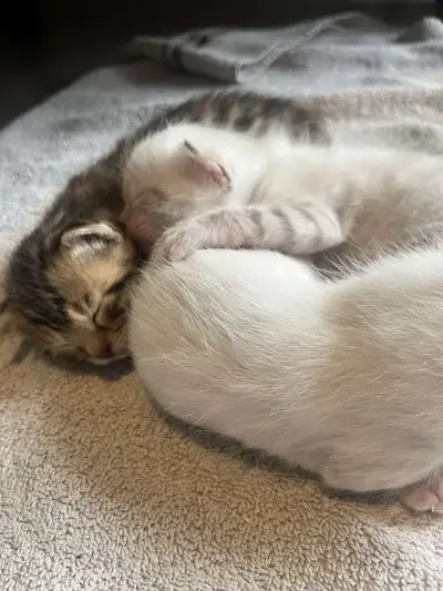 Femelle Bengal Brown Mère Bengal Brown et pere Bleu Super affectueuse et habituée au contact humain...