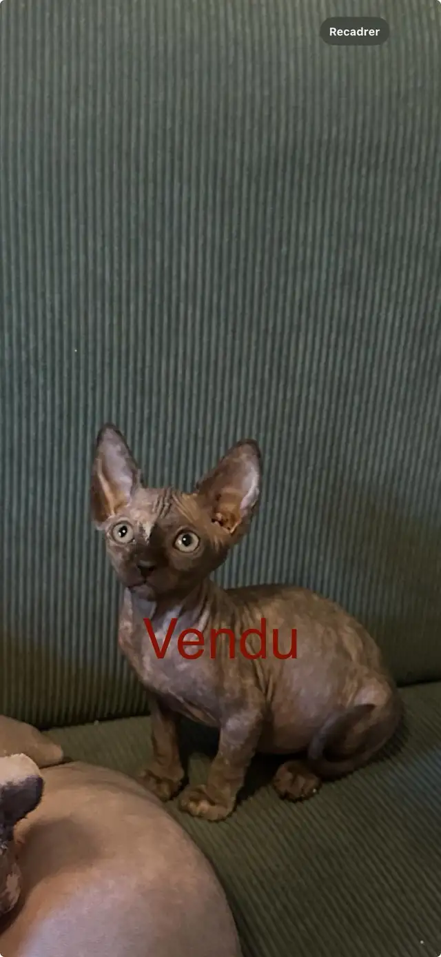 Chatons SPHYNX in Cats & Kittens for Rehoming in City of Montréal - Image 7