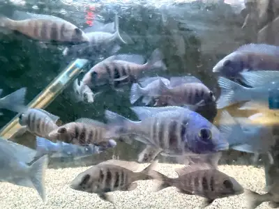 3-4” males 30$ 3 inch unsexed 15$ 1-3 inch juveniles 10$ German line bred. Imported the breeders fro...