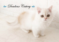 Cutest Little White Cream Persian Pure breed