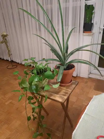 artificial philodendron plant pink princess Philodendron 'Pink Princess': Stunning Variegated Houseplant