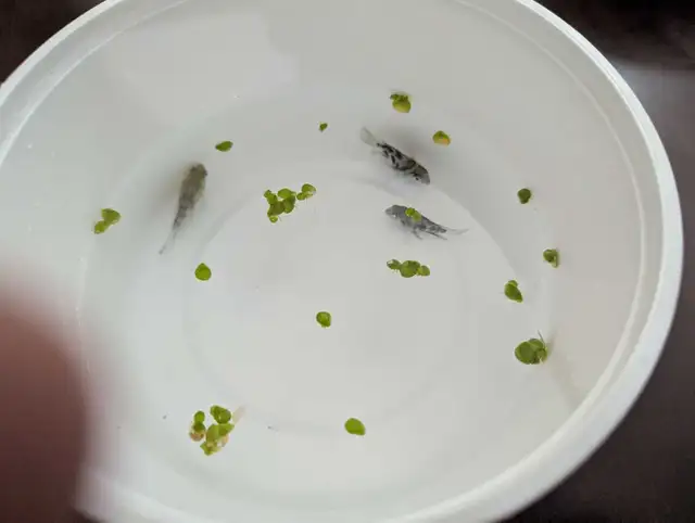 Blue polar parrot fish64628637346689121