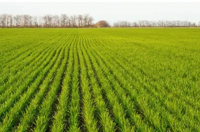 Cash crop operation looking for good farmland to rent in Owen Sound surrounding areas. Willing to tr...