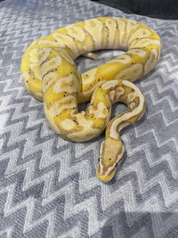 Banana pastel yellowbelly ball python 