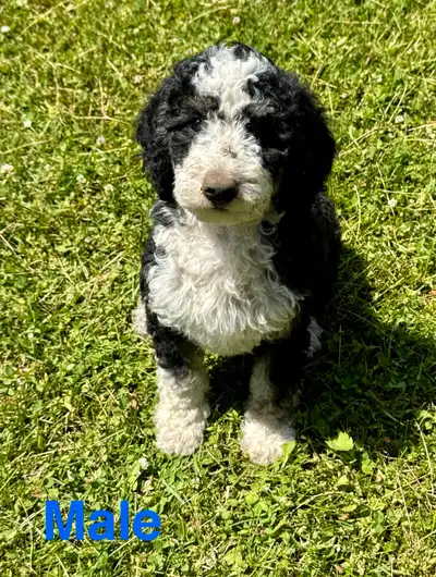 cute mini bernedoodles and mini goldendoodles available, View more