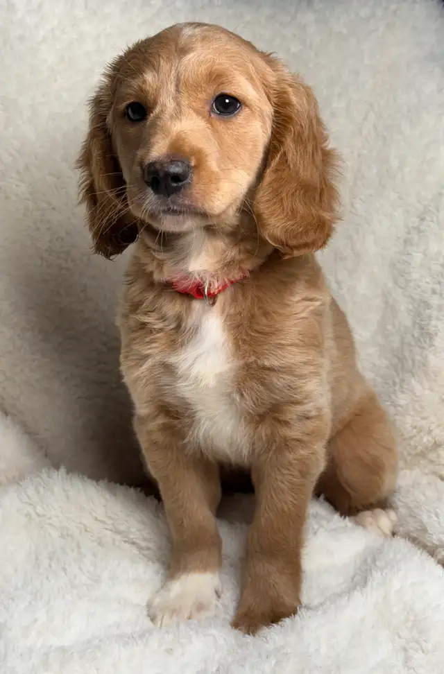 Mini goldendoodle puppies in Dogs & Puppies for Rehoming in City of Montréal - Image 4