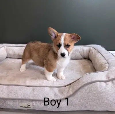 PEMBROKE WELSH CORGIS, View more