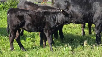 Purebred Black Angus , View more