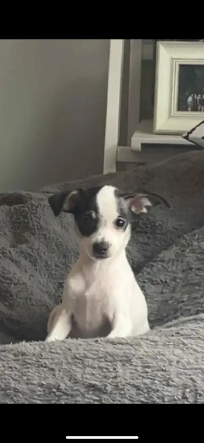 Chihuahua for sale, View more