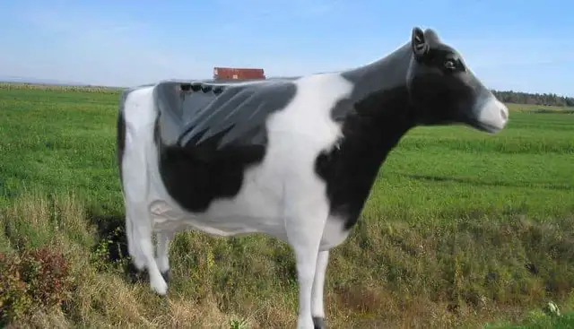 Animaux en résine grandeur nature (vache, cheval, poney)   in Livestock in St-Georges-de-Beauce - Image 3