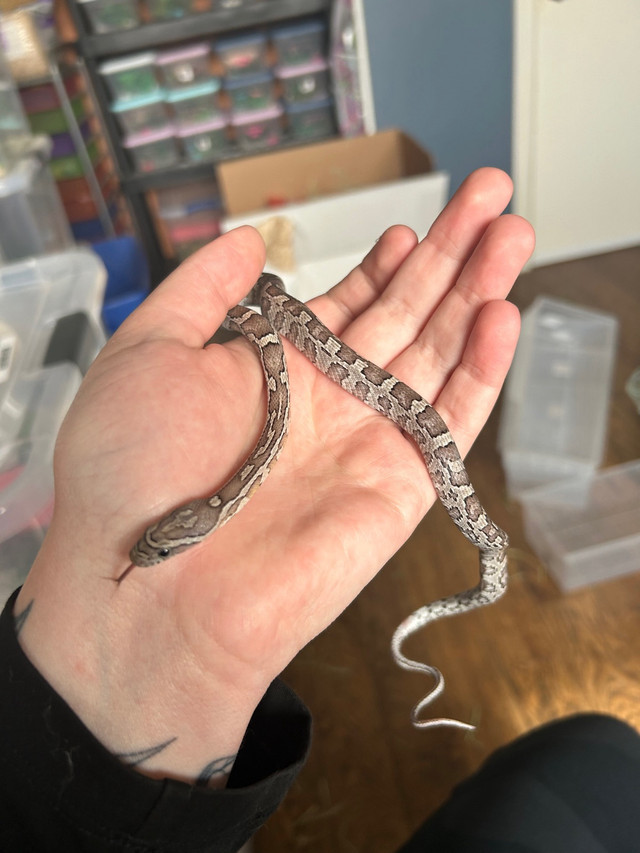 Baby Corn Snake in Reptiles & Amphibians for Rehoming in Moose Jaw