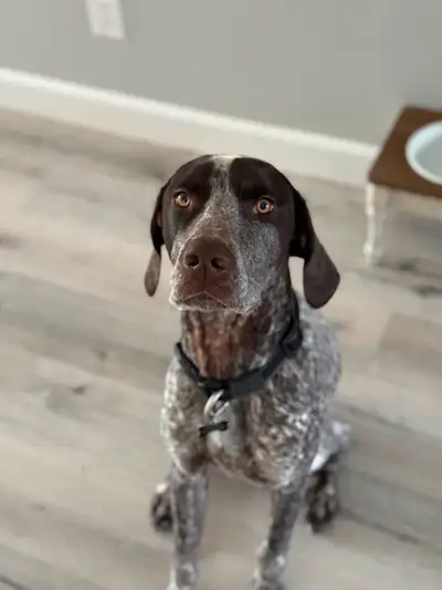 German Shorthaired Pointer, View more