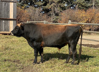 ISO Jersey Bull