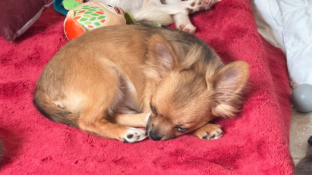 Beautiful chihuahua puppies price start at 1200.00 in Dogs & Puppies for Rehoming in City of Toronto - Image 3