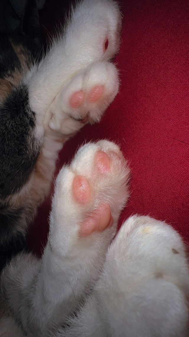 kittens and cat in Cats & Kittens for Rehoming in Moncton - Image 4