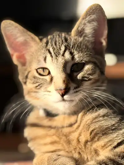 Chaton très bon caractère gentil, View more