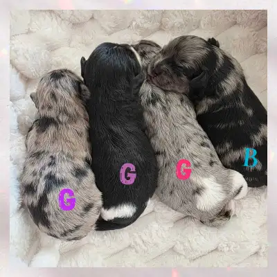 Shih Tzu X Poodle Puppies, View more