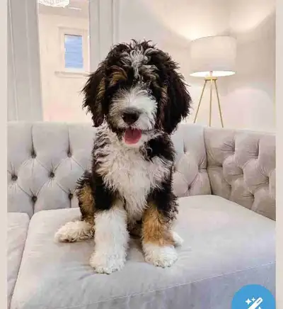 3 bernedoodle litters coming soon! mini, standard bernedoodles, View more