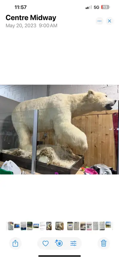 White polar bear full size unique with the base at the bottom text or email,cell Special value of 65...