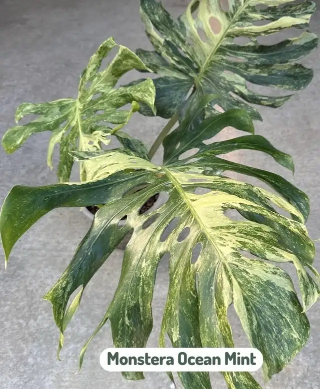 Combo : 2 Monstera rooted wetstick of your choice in Plants, Fertilizer & Soil in City of Toronto - Image 7