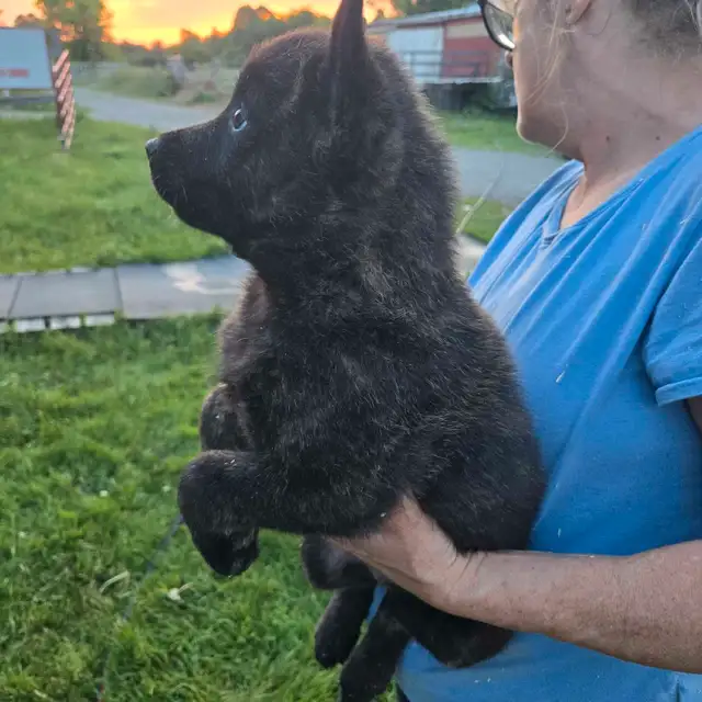 Dutch Shepherd Berger Hollandais Registered in Dogs & Puppies for Rehoming in Laval / North Shore - Image 6