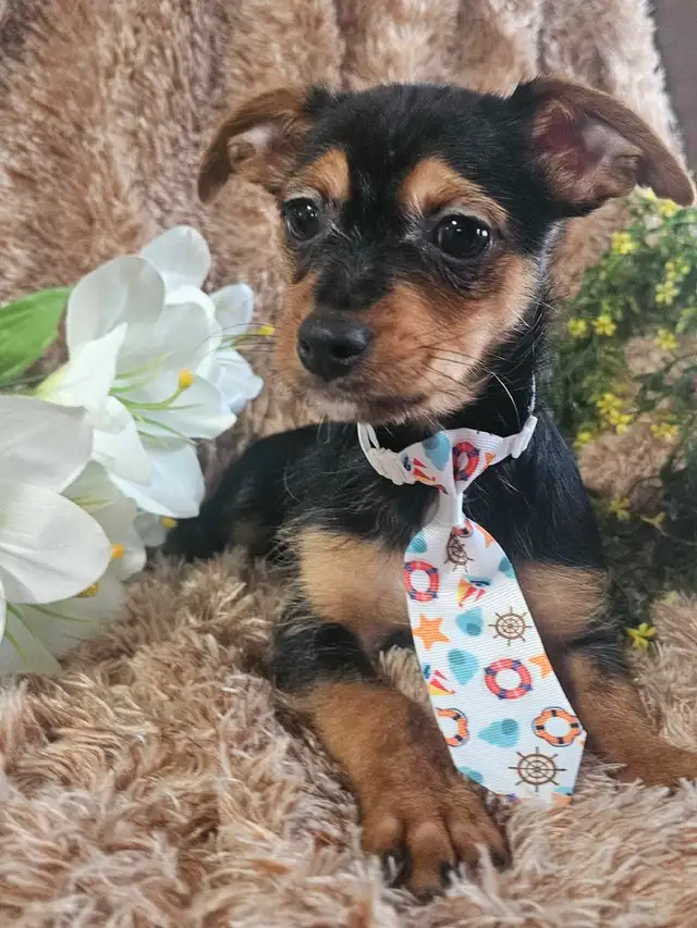 Magnifique chihuahua melanger** woww  quel beaute** in Dogs & Puppies for Rehoming in City of Montréal - Image 5